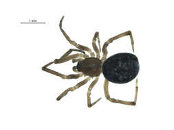 Image of Enoplognatha wyuta Chamberlin & Ivie 1942