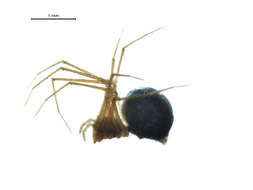 Image of Usofila pacifica (Banks 1894)