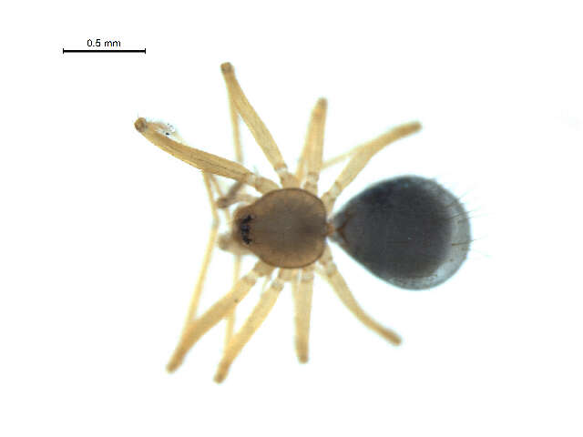 Image of long-legged cave spiders