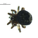 Image of Trogloneta paradoxa Gertsch 1960