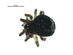 Image of Trogloneta paradoxa Gertsch 1960
