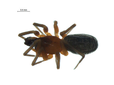 Image of Walckenaeria