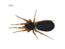 Image of Walckenaeria vigilax (Blackwall 1853)