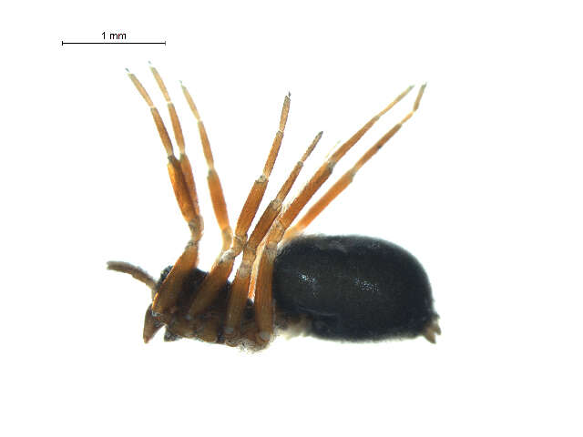 Image of Walckenaeria vigilax (Blackwall 1853)