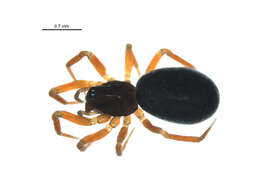 Image of Walckenaeria vigilax (Blackwall 1853)