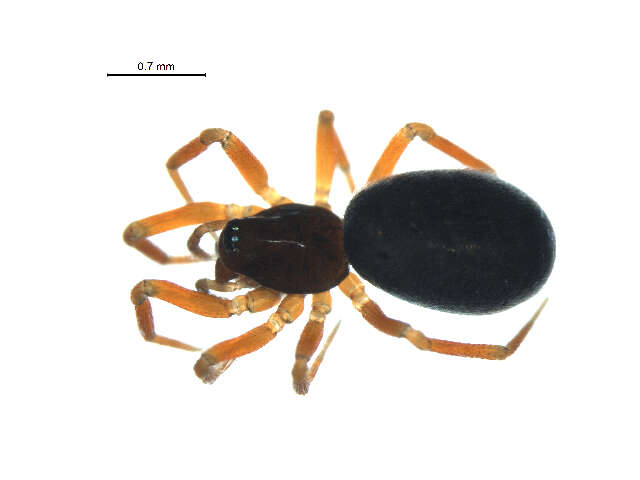 Image of Walckenaeria vigilax (Blackwall 1853)