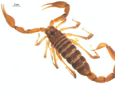 Image of Northern Scorpion