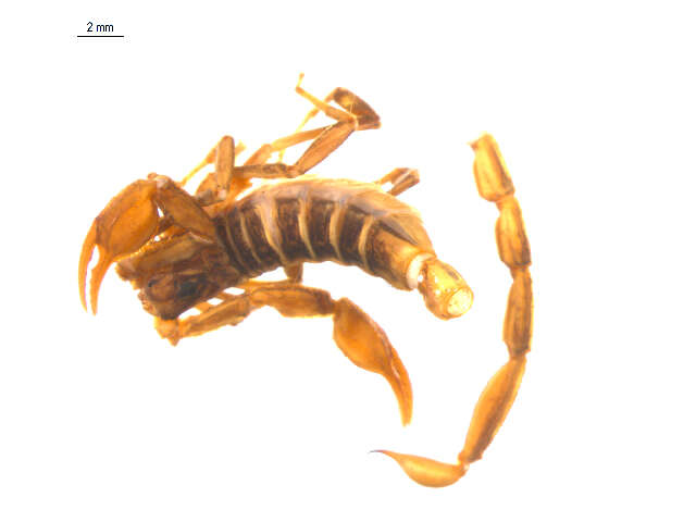 Image of Northern Scorpion