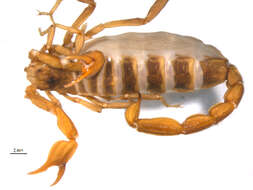 Image of Northern Scorpion