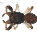 Image of Zygoballus rufipes Peckham & Peckham 1885