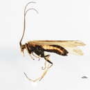 صورة Limnephilus picturatus McLachlan 1875