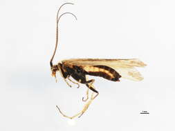 Limnephilus picturatus McLachlan 1875 resmi