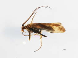 Limnephilus picturatus McLachlan 1875 resmi