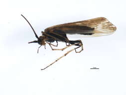 Limnephilus picturatus McLachlan 1875 resmi