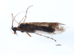 Limnephilus picturatus McLachlan 1875 resmi