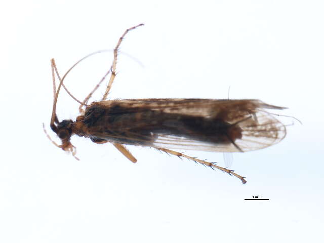 Limnephilus picturatus McLachlan 1875 resmi