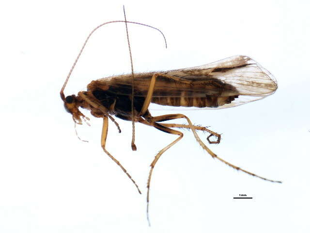 Limnephilus picturatus McLachlan 1875 resmi