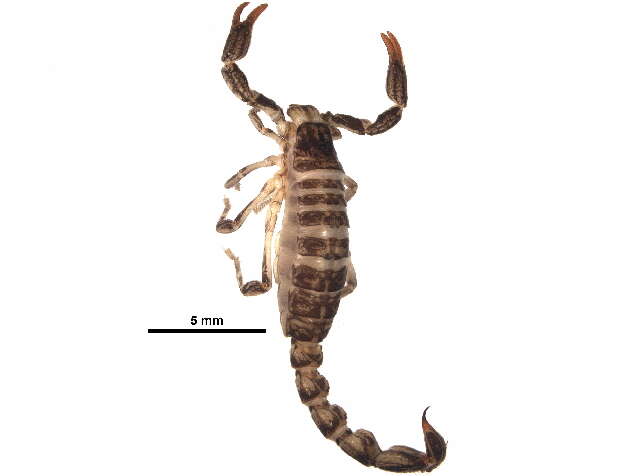 Image of Bothriuridae