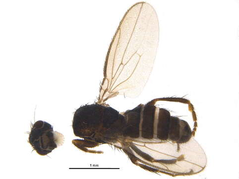 Image of Limosininae