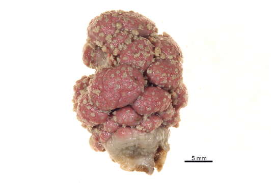 صورة Gersemia rubiformis (Ehrenberg 1834)