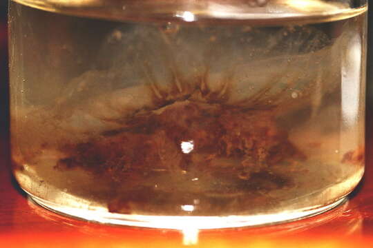 Image of Lion's Mane Jellyfish