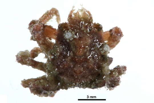 Image of Arctic lyre crab