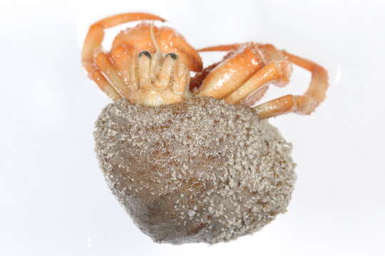 Image of downy hermit crab