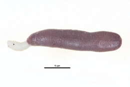 Image of Amphiporidae