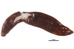 Image of chevon amphiporus