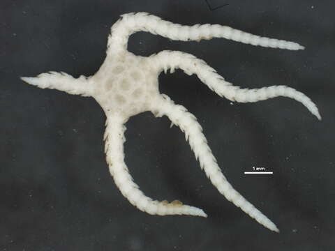 Image of brittle stars and basket stars