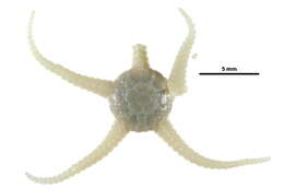 Image of Stegophiura nodosa (Lütken 1855)