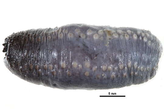 Image of Orange-footed sea cucumber