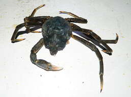 Image of Great spider crab