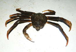 Image of Great spider crab