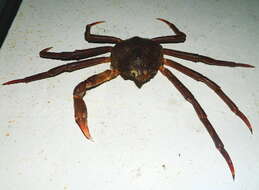 Image of Great spider crab