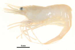 Image of Fabricius's shrimp