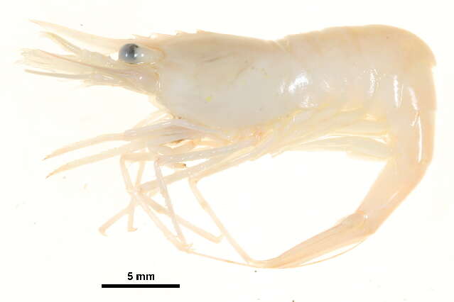 Image of Fabricius's shrimp