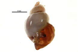 Image of bowed hermit crab