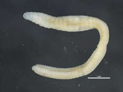 Image of pot-worms