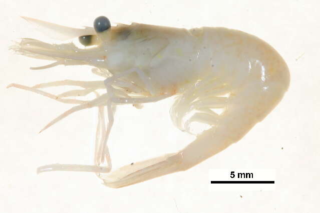 Image of Fabricius's shrimp