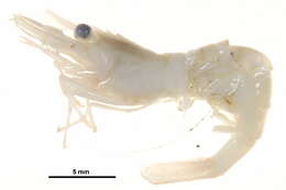 Image of Fabricius's shrimp