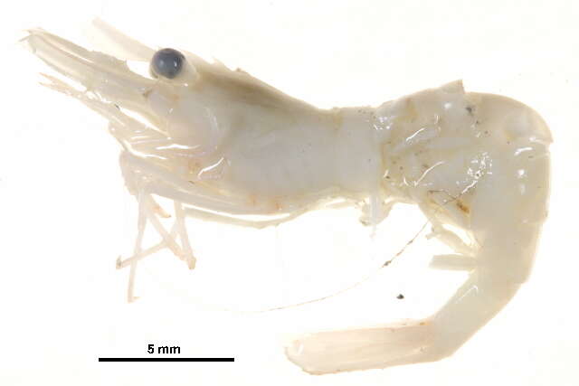 Image of Fabricius's shrimp