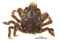 Image of Great spider crab