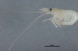 Image of Fabricius's shrimp
