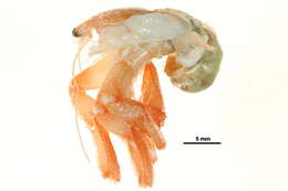 Image of downy hermit crab