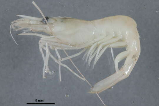 Image of Fabricius's shrimp