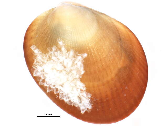 Crenella faba (O. F. Müller 1776) resmi