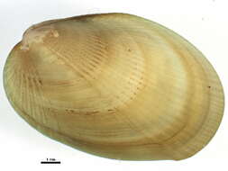 Sivun Musculus discors (Linnaeus 1767) kuva