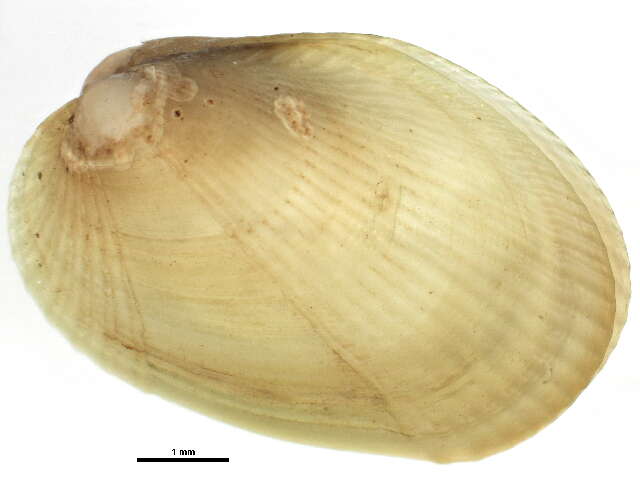 Sivun Musculus discors (Linnaeus 1767) kuva