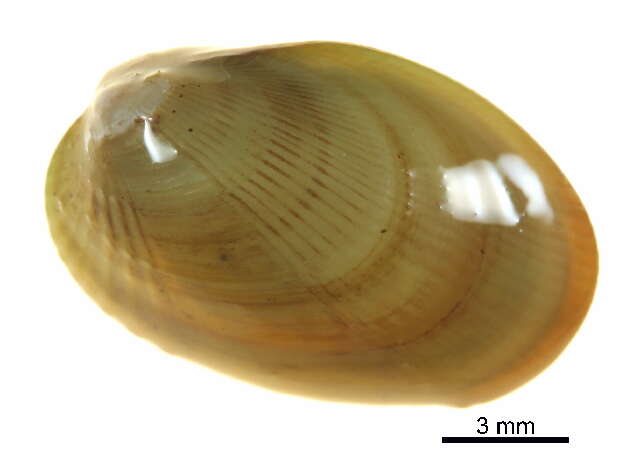 Sivun Musculus discors (Linnaeus 1767) kuva